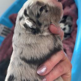 Big Hoffa - Blue merle male Miniature Australian Shepherd puppy in Greenwood, Indiana from Above All Aussies