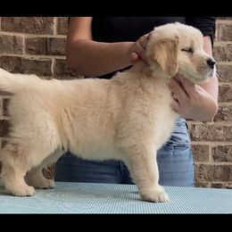Golden Retriever Puppies from Graceful Golden Retrievers