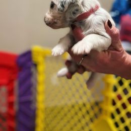 Dalmatian Puppies from A’s Spots & Dots Dalmatians