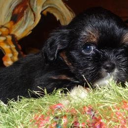AKC LILETH - Black and tan female Lhasa Apso puppy in Fort Washington, Maryland from GyanGanj Lhasa Apso
