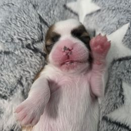 Precious - Brown and white female Shichon puppy in Ronda, North Carolina from Willow River