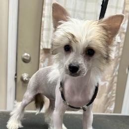 Hairy hairless girl - Blue female Chinese Crested puppy in Rockvale, Tennessee from Cosmic Chinese Cresteds & Wind-Echo Poodles