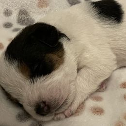 Ash - White and black Russell Terrier puppy in Hayward, Wisconsin from Acorn Ridge Jack Russell Terriers