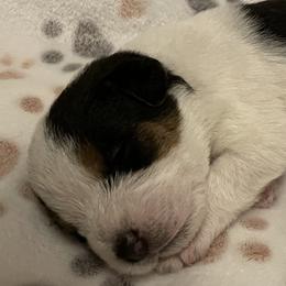 Ash - White and black Russell Terrier puppy in Hayward, Wisconsin from Acorn Ridge Jack Russell Terriers