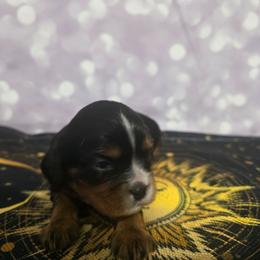 Emerald - Black and tan female Cavalier King Charles Spaniel puppy in Neosho, Missouri from Pups on the Ridge