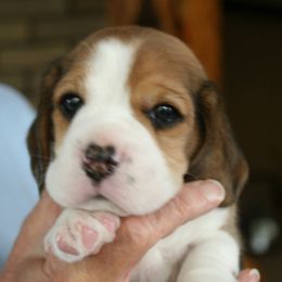 Beagle Puppies from Everwind Beagles