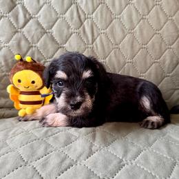 TEUFEE  - AKC - Blue Collar - Black and silver male Miniature Schnauzer puppy in Wheeler, Wisconsin from Sue’s Miniature Schnauzers