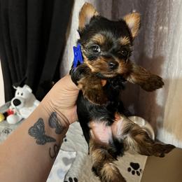 Max Blue boy - Black and tan male Yorkshire Terrier puppy in Las Vegas, Nevada from Lala’s Pups