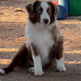 Swayzi - Toy Australian Shepherd