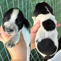 Blue roan 1 - Blue roan male English Cocker Spaniel puppy in Millen, Georgia from Pine Hill Kennels