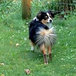 Miniature Australian Shepherd All Grown Up from Tincture of Thyme