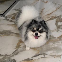 Apollo - Pomeranian
