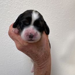 8 - Black white and tan female English Springer Spaniel puppy in Cheyenne, Wyoming from Rocky Mountain Springer Spaniels