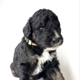 Skipper - Phantom male Bernedoodle puppy in Pulaski, Tennessee from Doodle My Heart