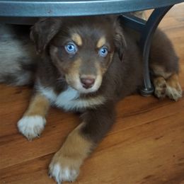 Australian Shepherd Puppies from Pole Canyon Australian Shepherds