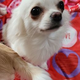 Lily - Chihuahua