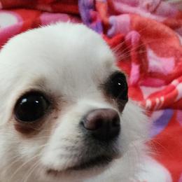 Lily - Chihuahua