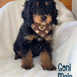 Goni - Tri-color male Bernedoodle puppy in Beecher, Illinois from Erica’s Doodles