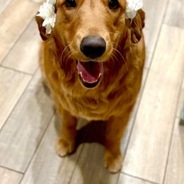 Golden Retriever and Miniature Australian Shepherd All Grown Up from Raised Right Pups