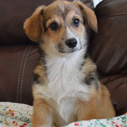 Waylon - Red male Pembroke Welsh Corgi puppy in Oswego, Kansas from Wind Dial Farm