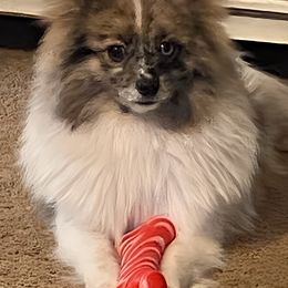 Pomeranian and Pomsky All Grown Up from The Posh & Pampered Pomsky