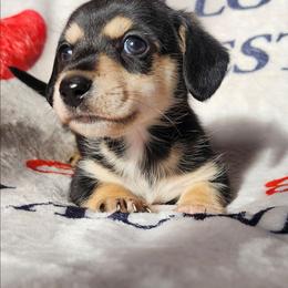Olaf - Black and cream male Dachshund puppy in Anaconda, Montana from Williams Family Dachshunds