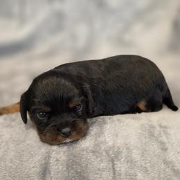 June - Black and tan female Cavalier King Charles Spaniel puppy in Romeoville, Illinois from KonopkaKennelsLLC