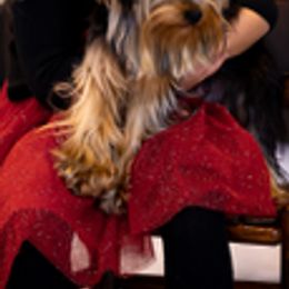 Yorkshire Terriers from Hunting Hills Yorkies