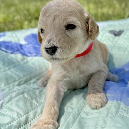 Miss Red Collar - Apricot female Poodle puppy in Screven, Georgia from Dreamland Standard Poodles
