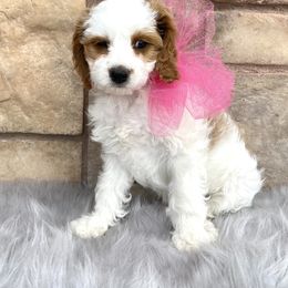 Cavapoo, Goldendoodle, and Poodle Puppies from Desert Valley Doodles