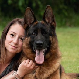 Cookie - German Shepherd