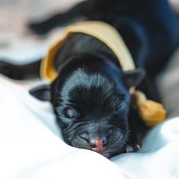 Girl 3 - Miniature Australian Shepherd puppy in Dayton, Texas from Salty LeBlanc Aussies