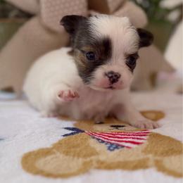Brynn - Fawn brindled black female Chihuahua puppy in Harrison, Michigan from Cloud9 Chihuahuas