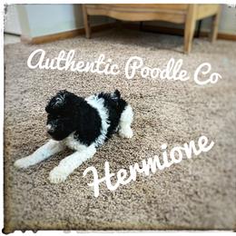 Poodle Puppies from Authentic Poodle Co