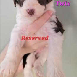 Twix - Brown and white female Aussiedoodle puppy in Boonville, North Carolina from Branch Creek kennels