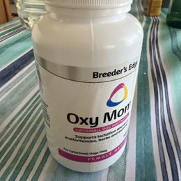 Poodle Puppies from ItalianToyPoodles