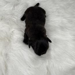 Dallas - Black female Shih Tzu puppy in Columbia, Kentucky from Lisa Bandy Luxe Shih Tzu