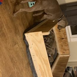 Weimaraner Puppies from Golden Hill’s Weimaraner’s