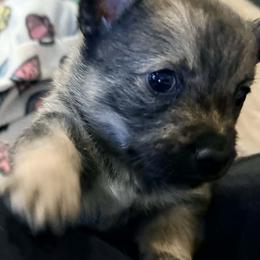 Swedish Vallhund puppies from Maena Swedish Vallhunds