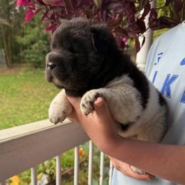 Bessie - Black female Chinese Shar-Pei puppy in Auburn, Kansas from Justin's Chinese Shar-Pei
