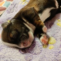 Shih Tzu Puppies from Starrynight Shih Tzu