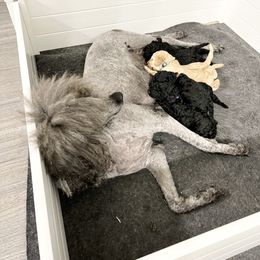 Poodle Puppies from Agape Standard Poodles