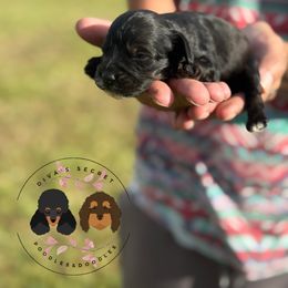 Girl 1 - Black and tan female Cockapoo puppy in Indiahoma, Oklahoma from Diva's  Poodle and Doodles
