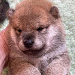 Girl one - Red female Shiba Inu puppy in Milton, Florida from Moonlight Shibas