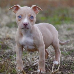 Nebula - Lilac American Bully puppy in Kentucky from Cadmium Kennels
