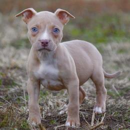 Nebula - Lilac American Bully puppy in Kentucky from Cadmium Kennels