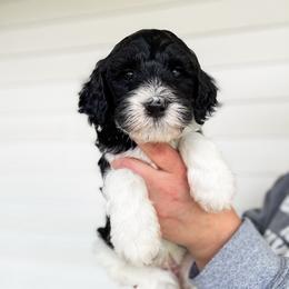 Camden - Parti male Goldendoodle puppy in Soddy Daisy, Tennessee from The W Doods