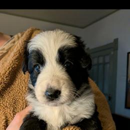 Arya - Panda female German Shepherd puppy in Garrett, Indiana from Devil-Dog Shepherds