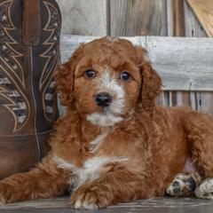Banner-Blue Collar - Red male Irish Doodle puppy in Macedon, New York from Toodles Goldendoodles