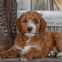 Banner-Blue Collar - Red male Irish Doodle puppy in Macedon, New York from Toodles Goldendoodles